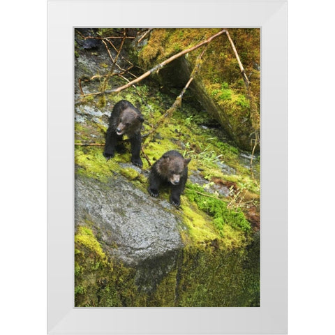 AK, Inside Passage Two grizzly bear cubs White Modern Wood Framed Art Print by Rotenberg, Nancy