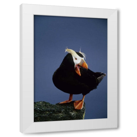 AK, Pribilof Islands Lone puffin on rock ledge White Modern Wood Framed Art Print by Williams, Joanne