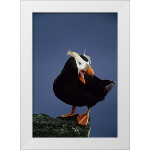 AK, Pribilof Islands Lone puffin on rock ledge White Modern Wood Framed Art Print by Williams, Joanne