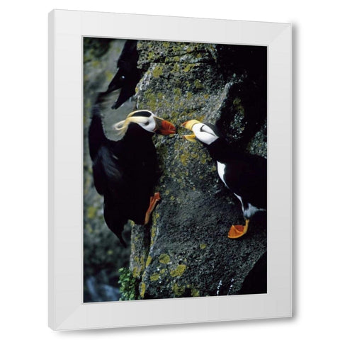 AK, Pribilof Islands Puffins on cliffside White Modern Wood Framed Art Print by Williams, Joanne