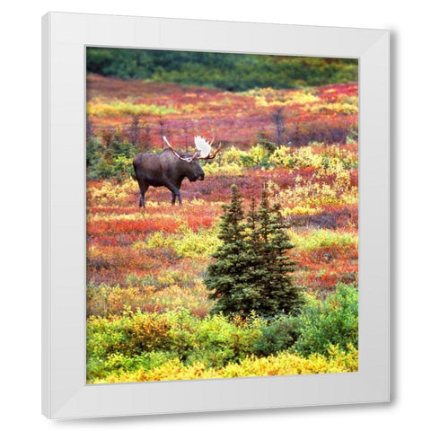 AK, Denali NP Bull moose and autumn tundra White Modern Wood Framed Art Print by Kelley, David