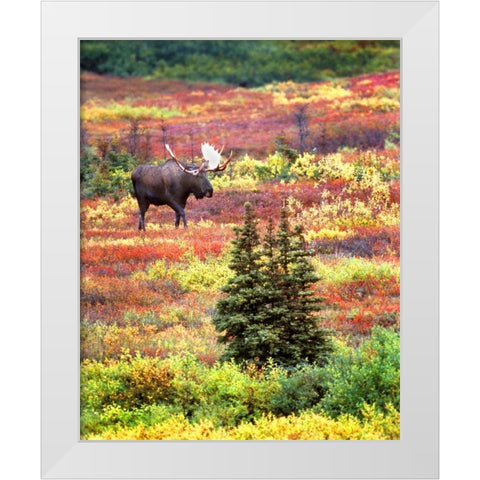 AK, Denali NP Bull moose and autumn tundra White Modern Wood Framed Art Print by Kelley, David
