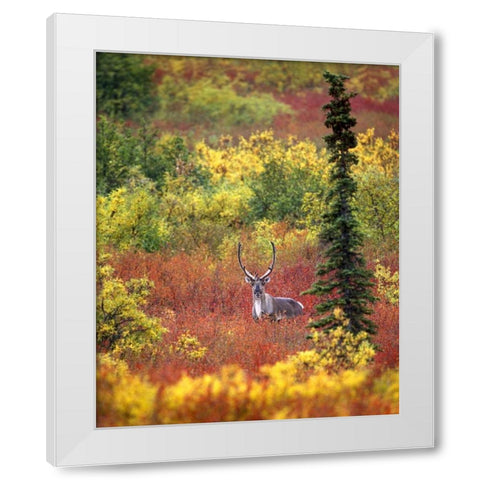 AK, Denali NP Caribou and autumn in Denali NP White Modern Wood Framed Art Print by Kelley, David