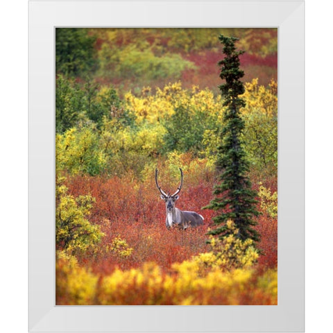 AK, Denali NP Caribou and autumn in Denali NP White Modern Wood Framed Art Print by Kelley, David
