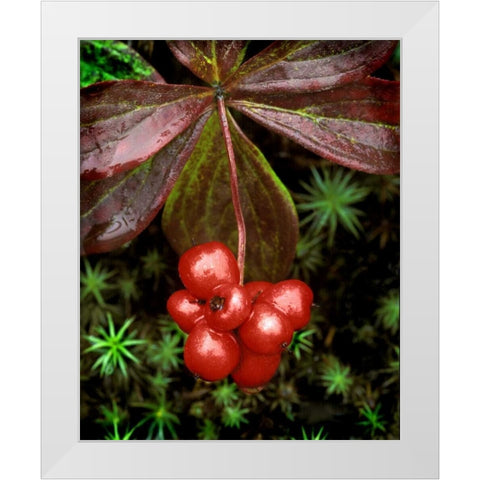 AK, Denali NP Detail of leaves and red berries White Modern Wood Framed Art Print by Kelley, David