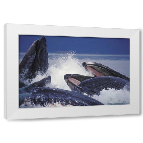 Alaska, Juneau Humpback whales bubble net feed White Modern Wood Framed Art Print by Anon, Josh