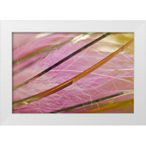 AK, Lake Clark NP Pink and gold fishing fly White Modern Wood Framed Art Print by Kaveney, Wendy