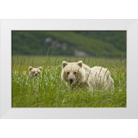 AK, Lake Clark NP Blonde grizzly bear and cub White Modern Wood Framed Art Print by Kaveney, Wendy