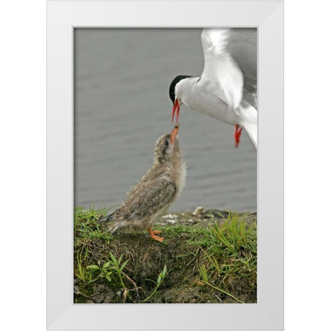 AK, Potters Marsh Arctic tern feeding chick White Modern Wood Framed Art Print by Illg, Cathy and Gordon