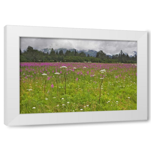 AK, Seward Fireweed and cow parsnip in bloom White Modern Wood Framed Art Print by Flaherty, Dennis