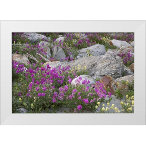 AK, Alsek-Tatshenshini Rock garden and flowers White Modern Wood Framed Art Print by Paulson, Don