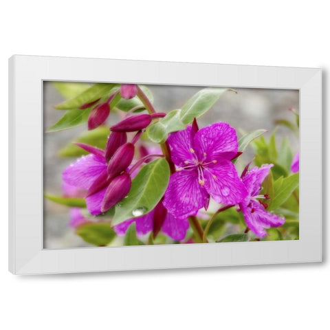 AK, Alsek-Tatshenshini Dwarf fireweed flower White Modern Wood Framed Art Print by Paulson, Don