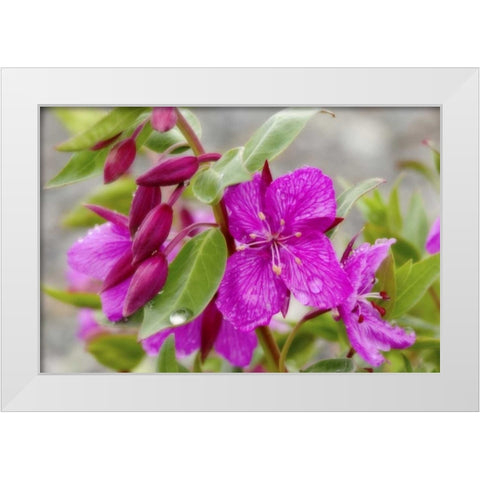 AK, Alsek-Tatshenshini Dwarf fireweed flower White Modern Wood Framed Art Print by Paulson, Don