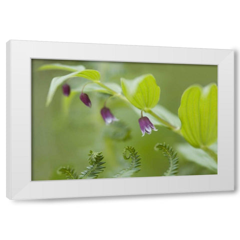 AK, Glacier Bay NP Rosy twisted stalk flower White Modern Wood Framed Art Print by Paulson, Don