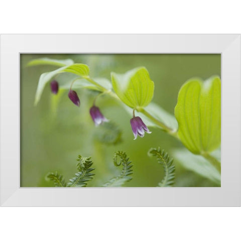 AK, Glacier Bay NP Rosy twisted stalk flower White Modern Wood Framed Art Print by Paulson, Don