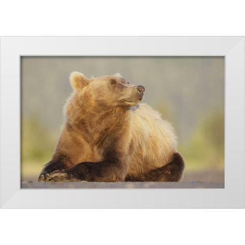 AK, Lake Clark NP, Adult brown bear sniffing air White Modern Wood Framed Art Print by Morris, Arthur