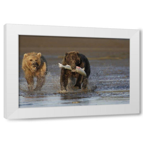 AK, Lake Clark NP Brown bear hunting salmon White Modern Wood Framed Art Print by Morris, Arthur