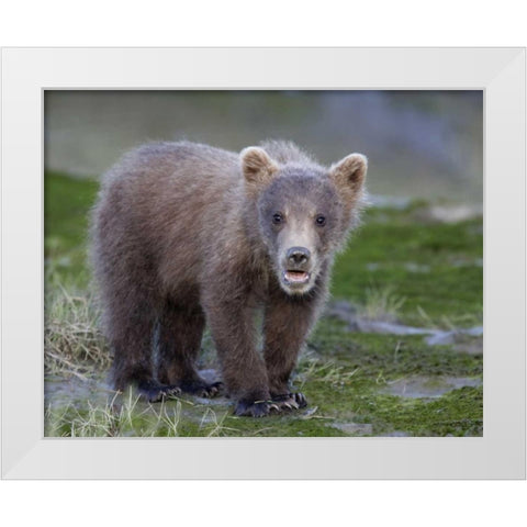 AK, Lake Clark NP Brown bear spring cub White Modern Wood Framed Art Print by Morris, Arthur