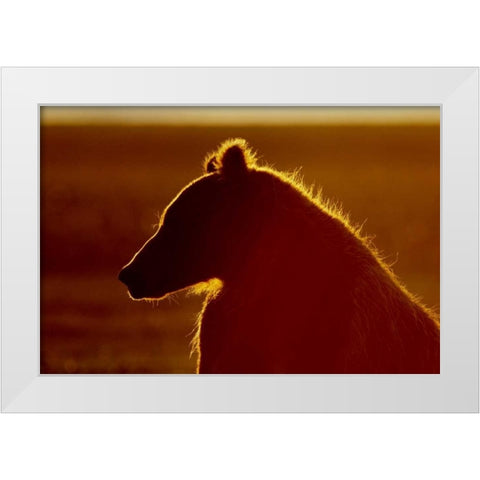 AK, Lake Clark NP Brown bear in golden light White Modern Wood Framed Art Print by Morris, Arthur