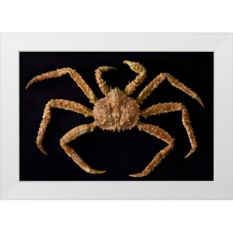 AK, Petersburg Alaskan king crab  White Modern Wood Framed Art Print by Paulson, Don