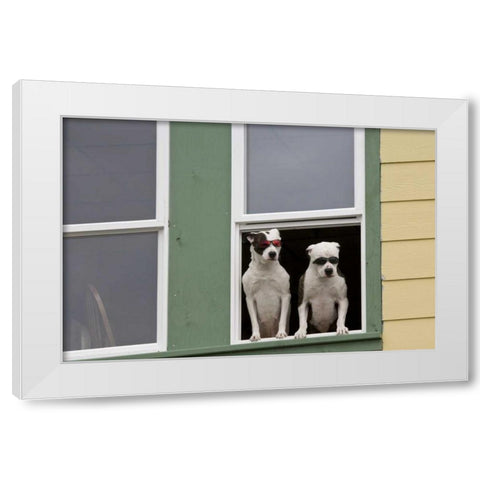 AK, Ketchikan Dogs in a window with sunglasses White Modern Wood Framed Art Print by Paulson, Don