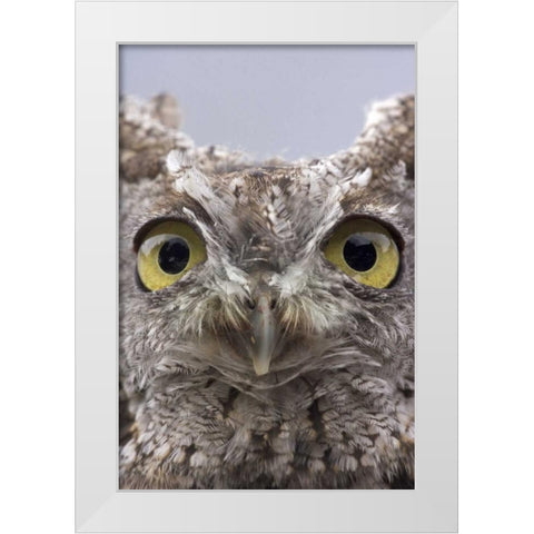 AK, Ketchikan Portrait of western screech owl White Modern Wood Framed Art Print by Paulson, Don