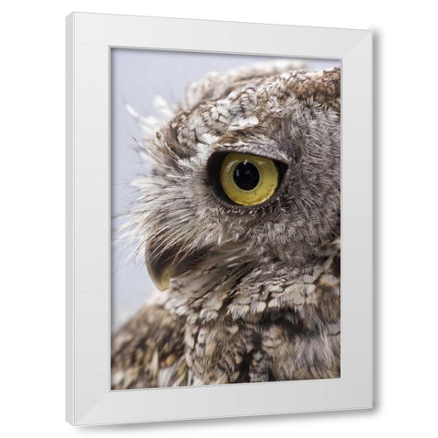Alaska, Ketchikan Western screech owl White Modern Wood Framed Art Print by Paulson, Don