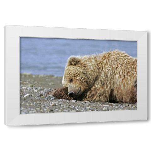 AK, Lake Clark NP Coastal grizzly bear napping White Modern Wood Framed Art Print by Illg, Cathy and Gordon