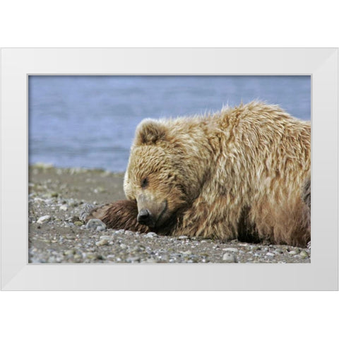 AK, Lake Clark NP Coastal grizzly bear napping White Modern Wood Framed Art Print by Illg, Cathy and Gordon