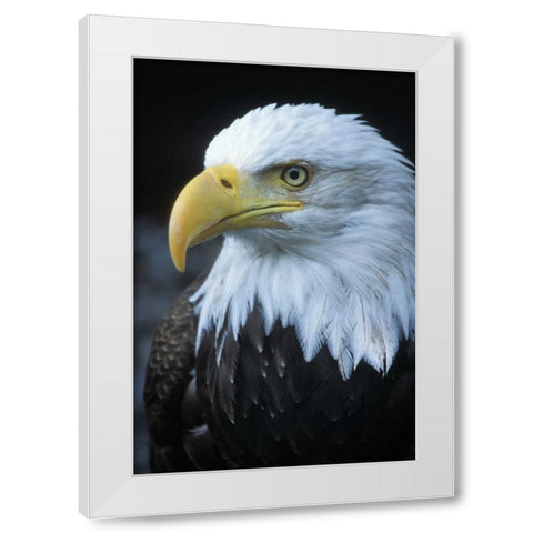 Alaska, Inside Passage Adult bald eagle portrait White Modern Wood Framed Art Print by Rotenberg, Nancy