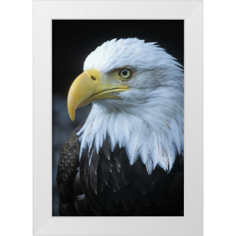 Alaska, Inside Passage Adult bald eagle portrait White Modern Wood Framed Art Print by Rotenberg, Nancy