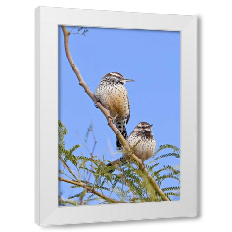 Arizona, Phoenix Cactus wren pair on limb White Modern Wood Framed Art Print by Lord, Fred