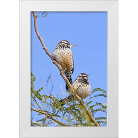 Arizona, Phoenix Cactus wren pair on limb White Modern Wood Framed Art Print by Lord, Fred