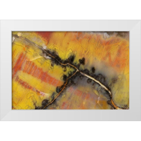 USA, Arizona Close-up of petrified wood White Modern Wood Framed Art Print by Kirkland, Dennis