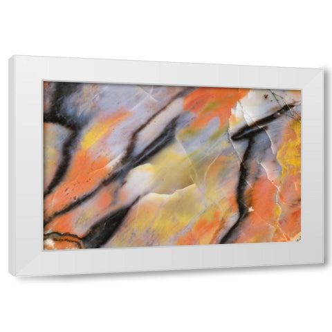 USA, Arizona Close-up of petrified wood White Modern Wood Framed Art Print by Kirkland, Dennis
