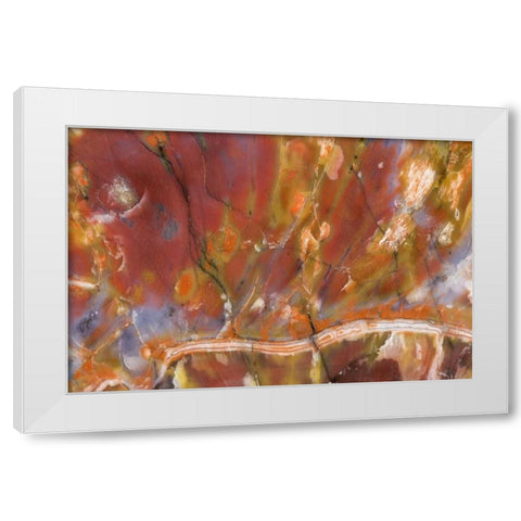 USA, Arizona Close-up of petrified wood White Modern Wood Framed Art Print by Kirkland, Dennis