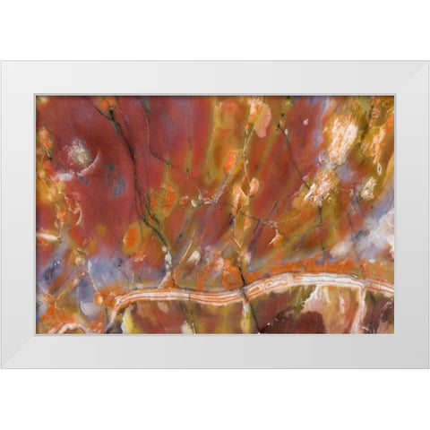 USA, Arizona Close-up of petrified wood White Modern Wood Framed Art Print by Kirkland, Dennis