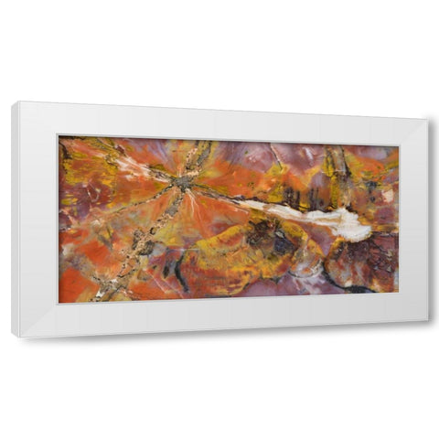USA, Arizona Close-up of petrified wood White Modern Wood Framed Art Print by Kirkland, Dennis