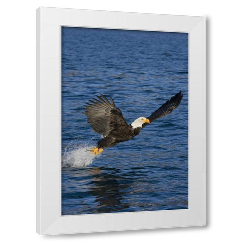 AK, Kachemak Bay SP, Bald eagle with fish White Modern Wood Framed Art Print by Grall, Don