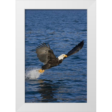 AK, Kachemak Bay SP, Bald eagle with fish White Modern Wood Framed Art Print by Grall, Don