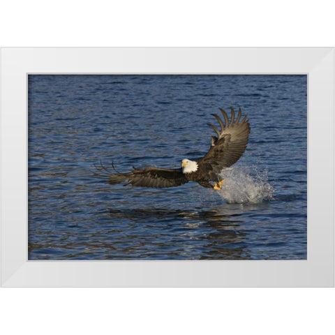 AK, Kachemak Bay SP, Bald eagle with fish White Modern Wood Framed Art Print by Grall, Don