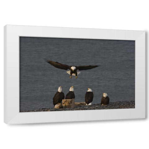AK, Kachemak Bay, Homer Spit Bald eagle landing White Modern Wood Framed Art Print by Grall, Don