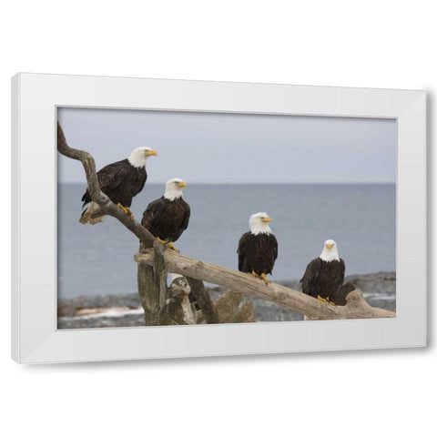 AK, Kachemak Bay Bald eagles on driftwood White Modern Wood Framed Art Print by Grall, Don