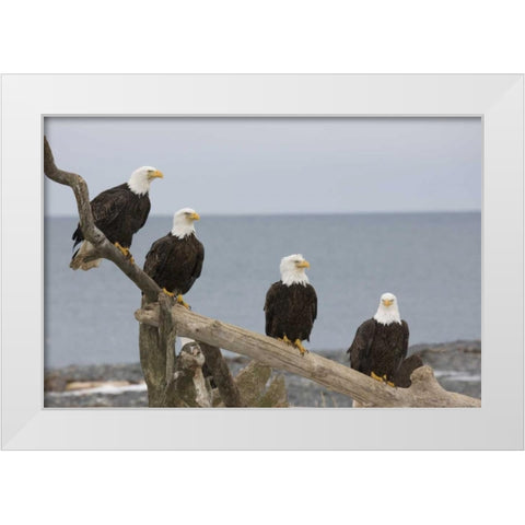 AK, Kachemak Bay Bald eagles on driftwood White Modern Wood Framed Art Print by Grall, Don