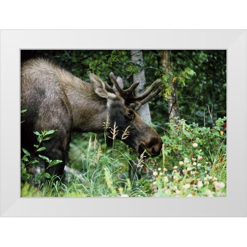Alaska, Icy Bay Bull moose grazing in the woods White Modern Wood Framed Art Print by Williams, Joanne