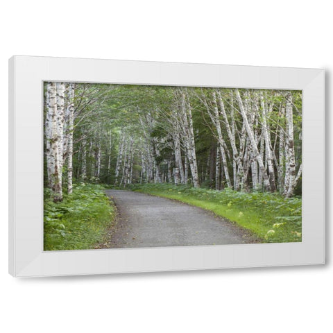 AK, Douglas Island Road through alder trees White Modern Wood Framed Art Print by Paulson, Don