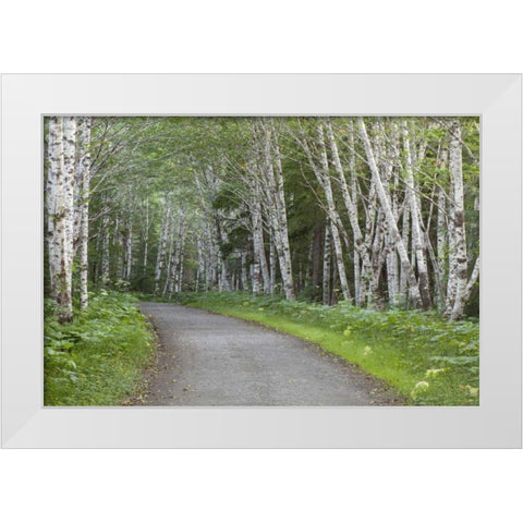 AK, Douglas Island Road through alder trees White Modern Wood Framed Art Print by Paulson, Don