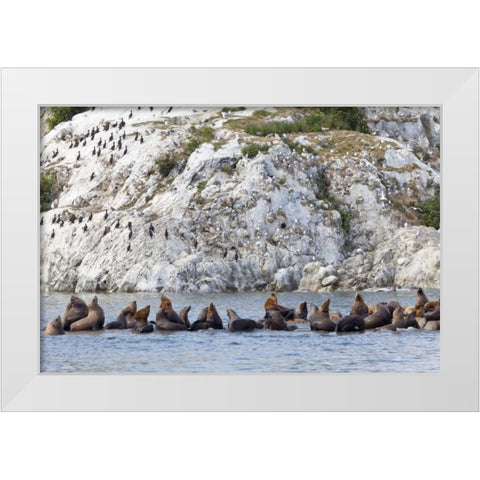 AK, Glacier Bay NP Resting Steller sea lions White Modern Wood Framed Art Print by Paulson, Don