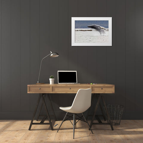 AK, Frederick Sound Humpback whale lunging White Modern Wood Framed Art Print by Paulson, Don