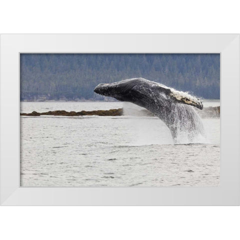 AK, Frederick Sound Humpback whale lunging White Modern Wood Framed Art Print by Paulson, Don